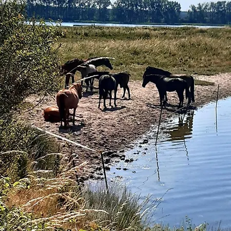 Haus Sturmfried - Sturmvogel *